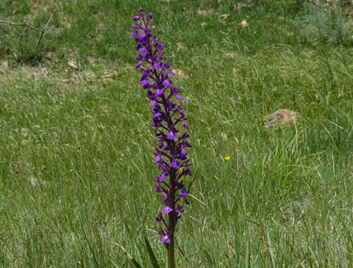 Anacamptis pseudolaxiflora Georgien