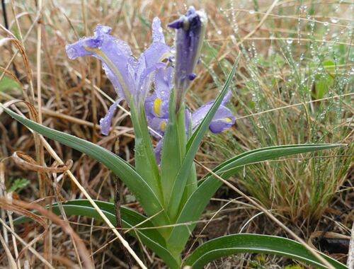 Iris caucasica ssp caucasica Georgien