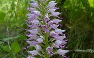 Orchis stevenii Georgien