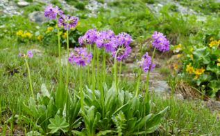 Primula auriculata