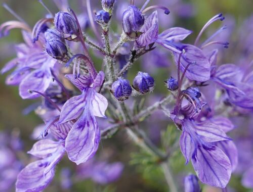 Teucrium orientalis Georgien