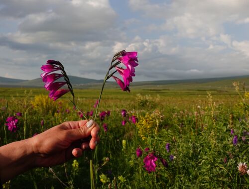 Flora in Georgien