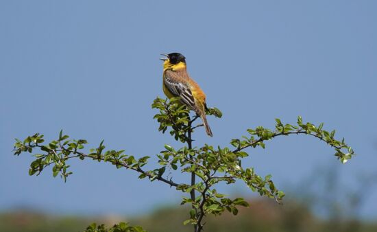 Natur Spezial Georgien - Kappenammer Ornithologische Reise Georgien