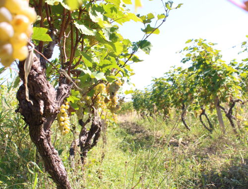 Weinreben in Kachetien - Georgien Weinanbau und Rundreisen