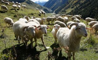 Georgien Reisen Schafherde
