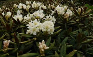 Kaukasus Alpenrose