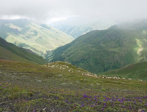 Tanie Pass Schafherde