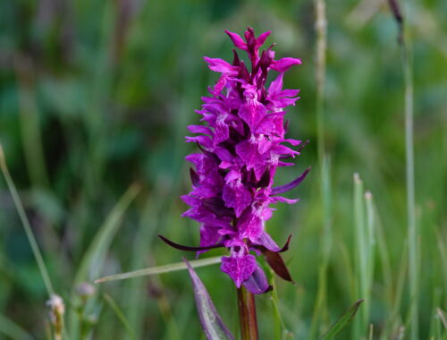 Orchidee am Wegesrand