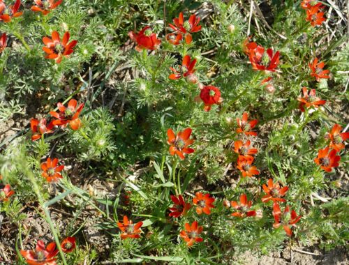 Adonis aestivalis, Sommer-Adonisröschen Georgien
