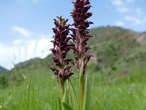 Anacamptis coriophora Georgien