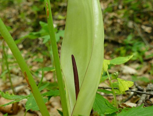 Arum megobrebi Georgien