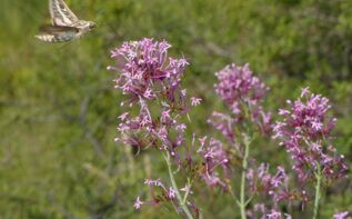 Centranthus longiflorus Georgien