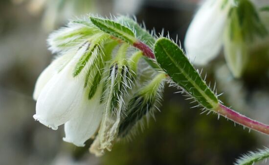 Natur Spezial Georgien - Onosma tenuiflora Georgien