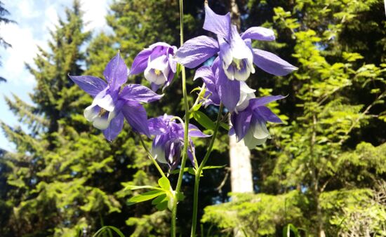 Kaukasische Akelei, Aquilegia caucasica