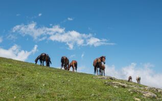 Familienurlaub Georgien mit Pferden