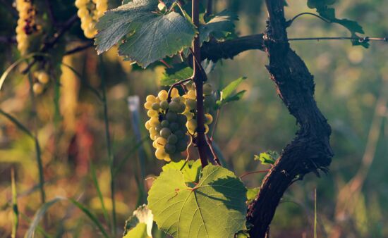 Weinreisen Georgien - Georgische Rebsorte Rkaziteli