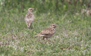 Ornithologische Reise Georgien, Heidelerchen
