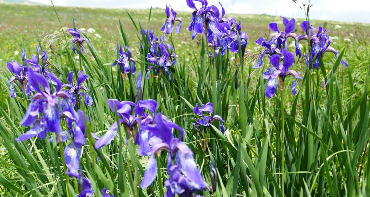 Iris sibirica, Georgien Flora