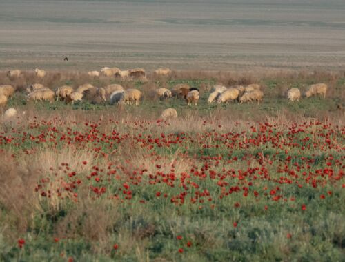 Schafe und Mohn in der Schiraki Ebene