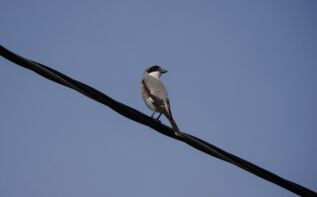 Schwarzstirnwürger Ornithologische Reise Georgien