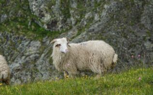 Trekking Chewsuretien Schafbock