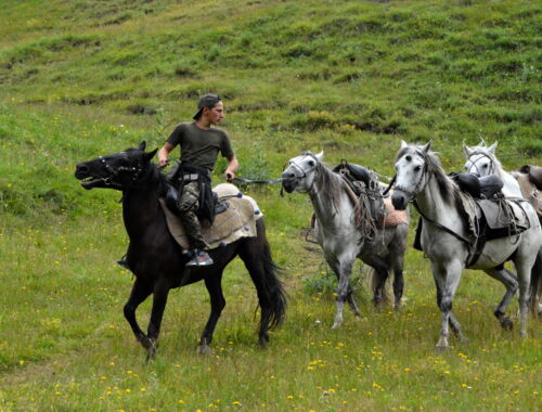 Pferde in Tuschetien