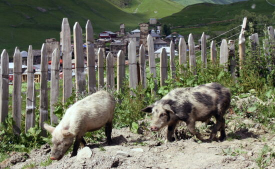 Wanderreisen Georgien - Schweine in Uschguli