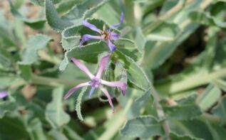 Caccinia macranthera var. glauca Georgien