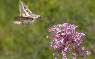 Centranthus longiflorus Georgien
