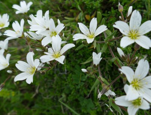 Cerastium purpurascens