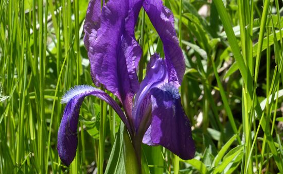 Natur Spezial Georgien - Iris aphylla Georgien
