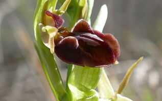Ophrys sphegodes Georgien