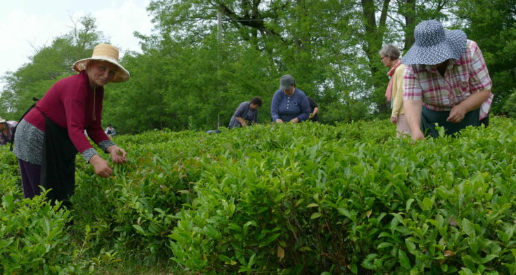 Agrokultura
