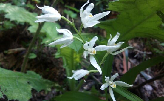 Georgien Reise Botanische Reise Georgien 14 Tage | für Spezialisten Langblättriges Waldvögelein, cephalanthera longifolia