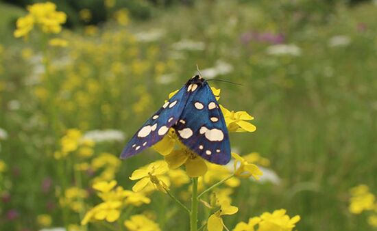 Schönbär Schmetterling Georgien