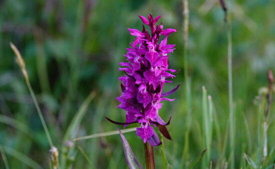 Wanderreisen Georgien - Orchidee am Wegesrand
