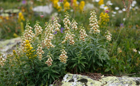 Wanderreisen Georgien - Endemische Flora in Swanetien
