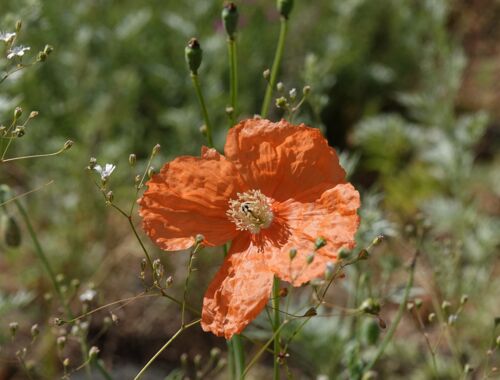 Flora Georgien