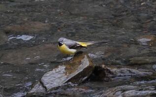 Vögel in Georgien
