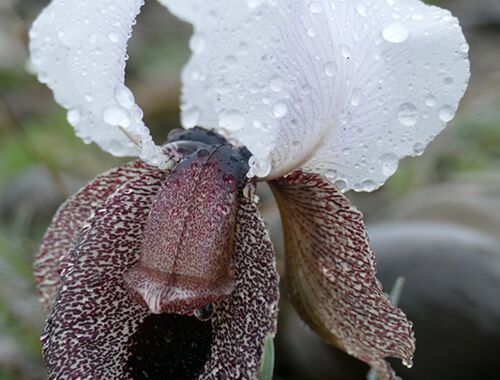 Iris iberica Georgien