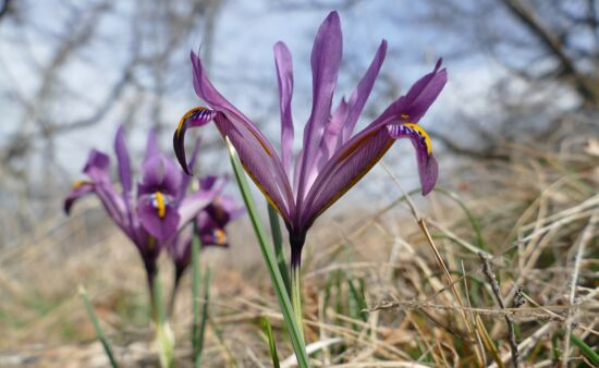 Natur Spezial Georgien - Iris reticulata Georgien