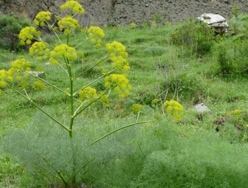 Prangos ferulacea Georgien