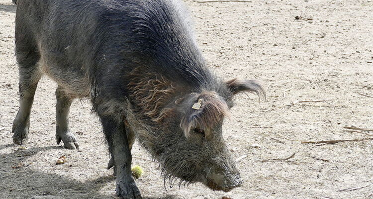 Kaukasisches Schwein in Kachetien