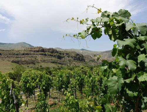 Chisabawra Weinterrassen Georgien