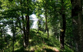 Wanderreise Georgien Lagodechi Trekking