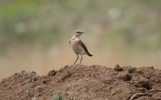 Steinschmätzer Ornithologische Reise Georgien