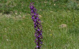 Anacamptis pseudolaxiflora Georgien