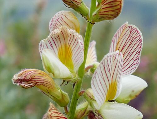Onobrychis radiata Georgien