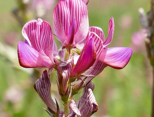 Onobrychis transcaucasica Georgien