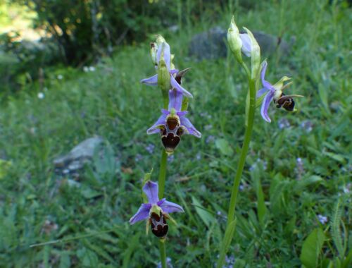 Ophrys abchasica Georgien